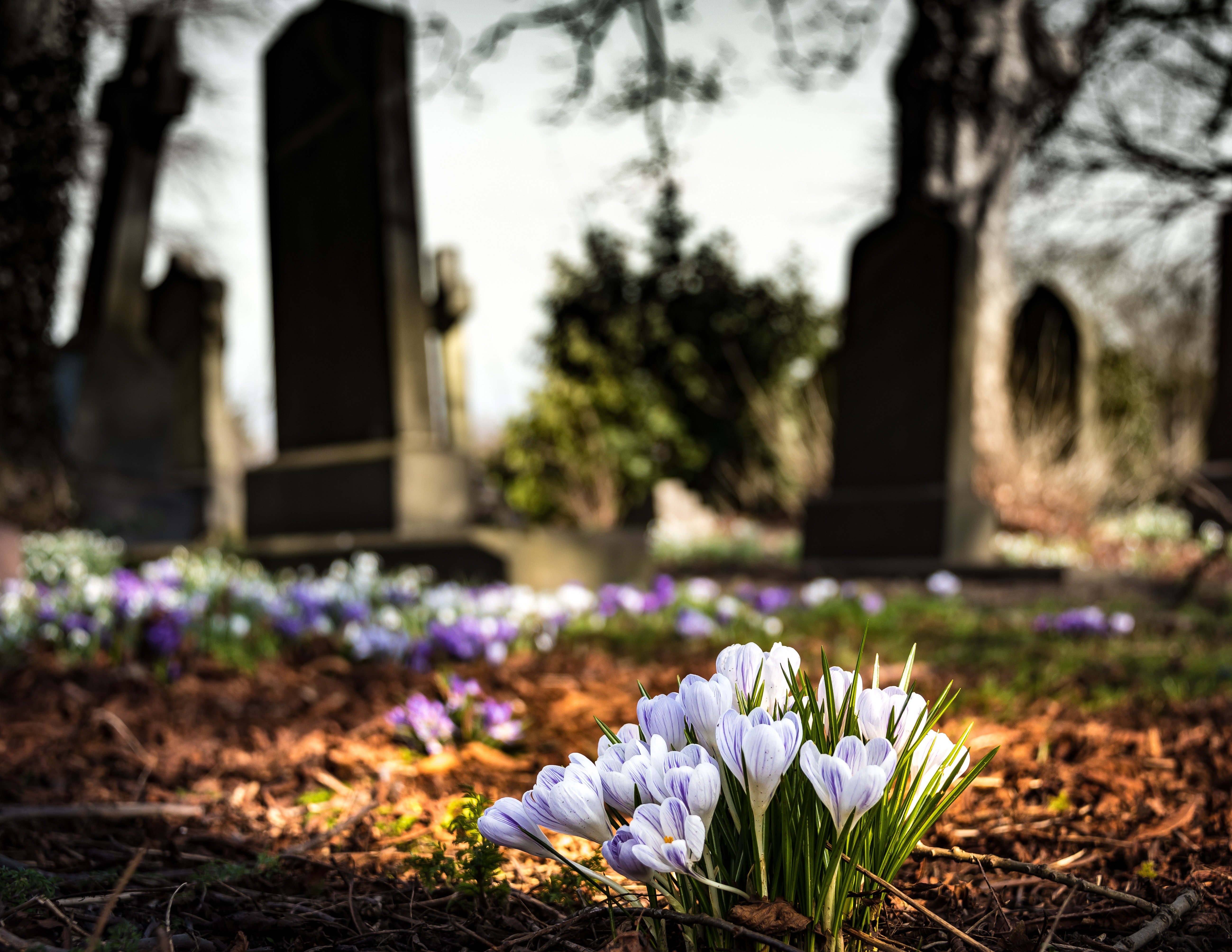 cimetière libre de droit