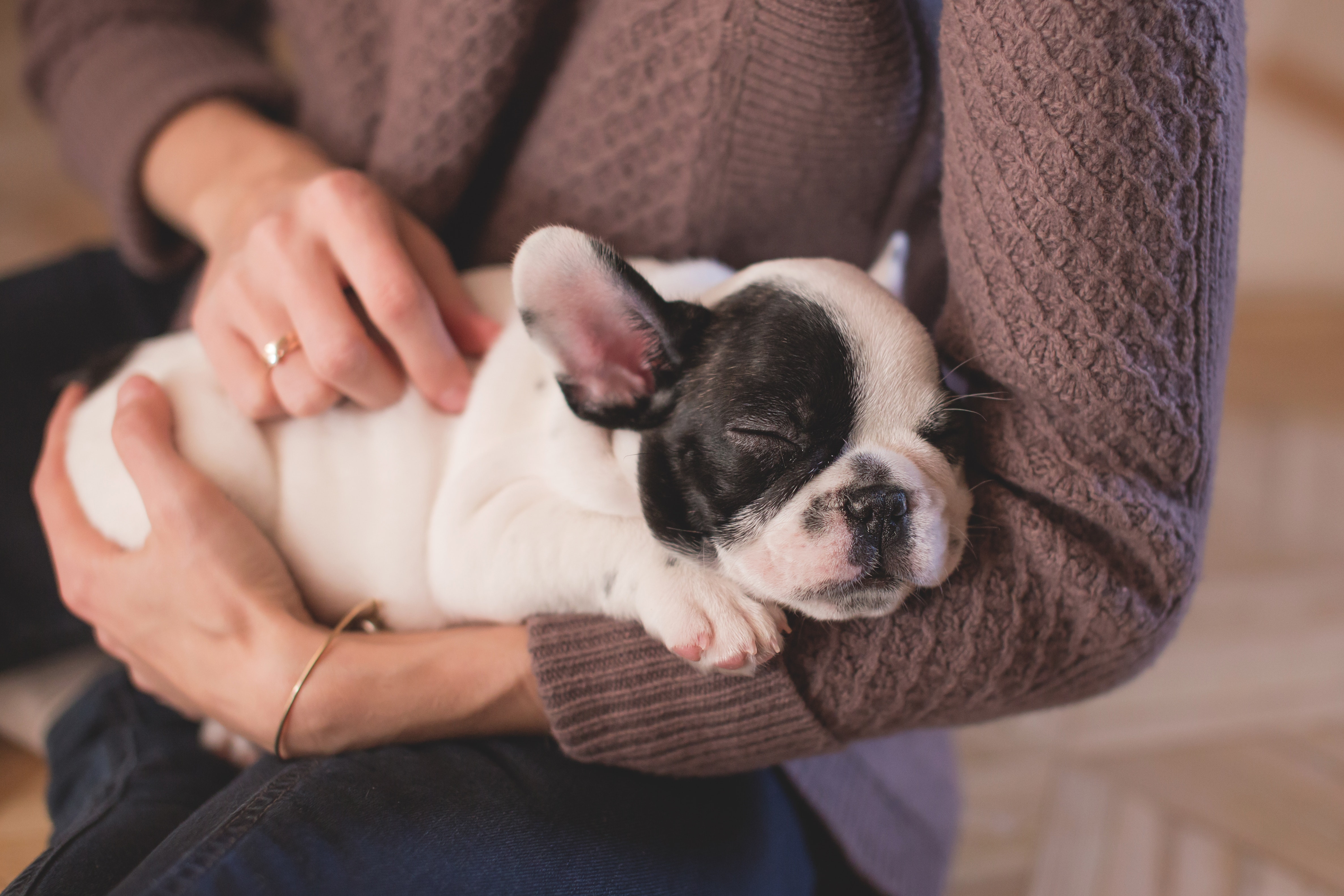 Animaux compagnie chien LDD