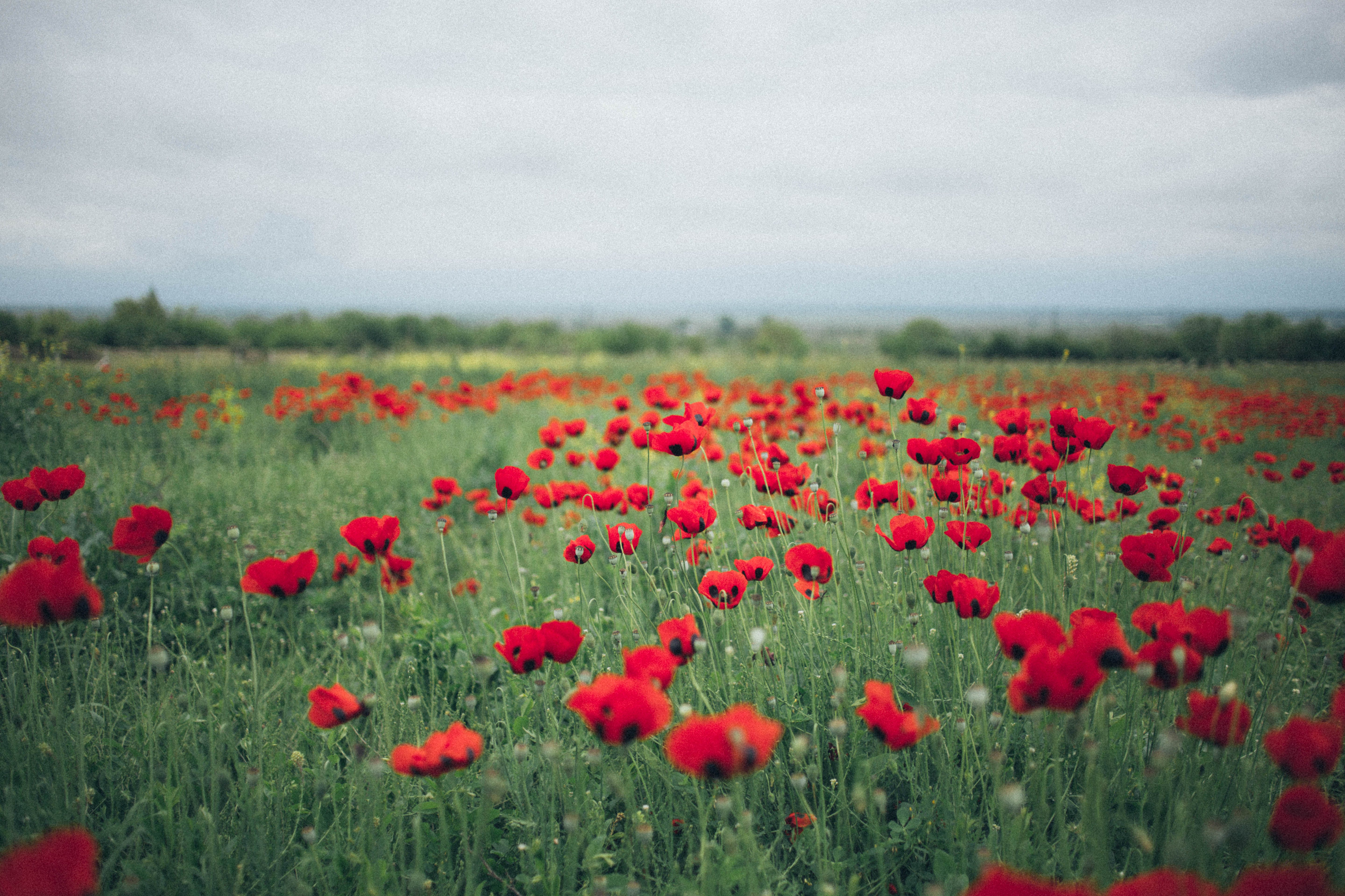 Champ coquelicot LDD.jpg