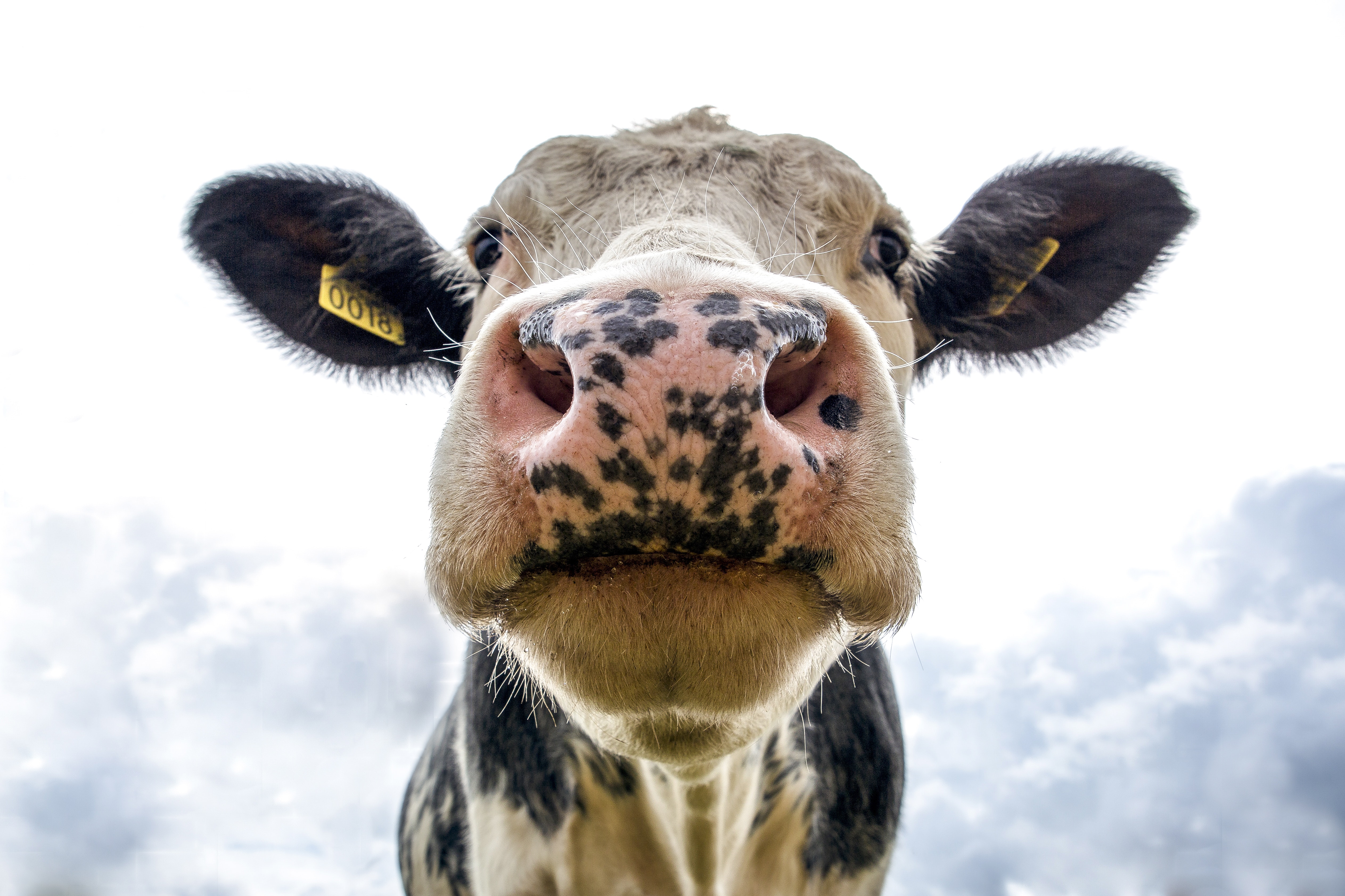 Vache LDD_1