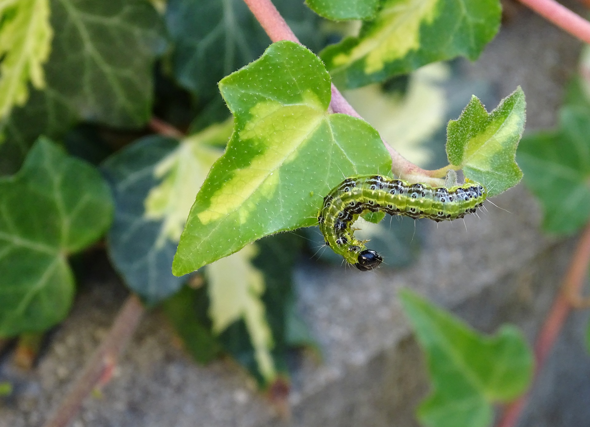 boxwood-borer-4476556_1920