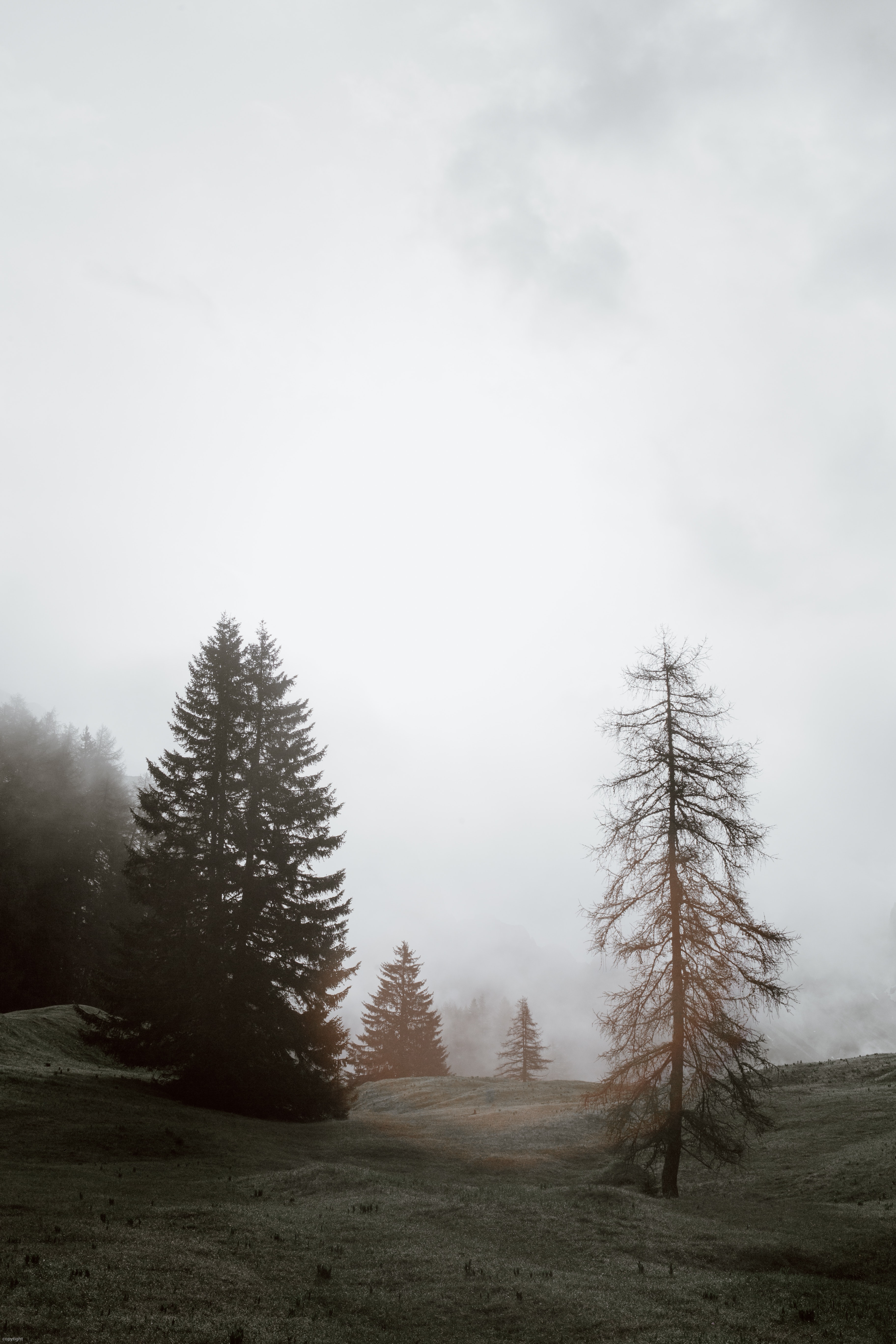 pexels-eberhard-grossgasteiger-4406622