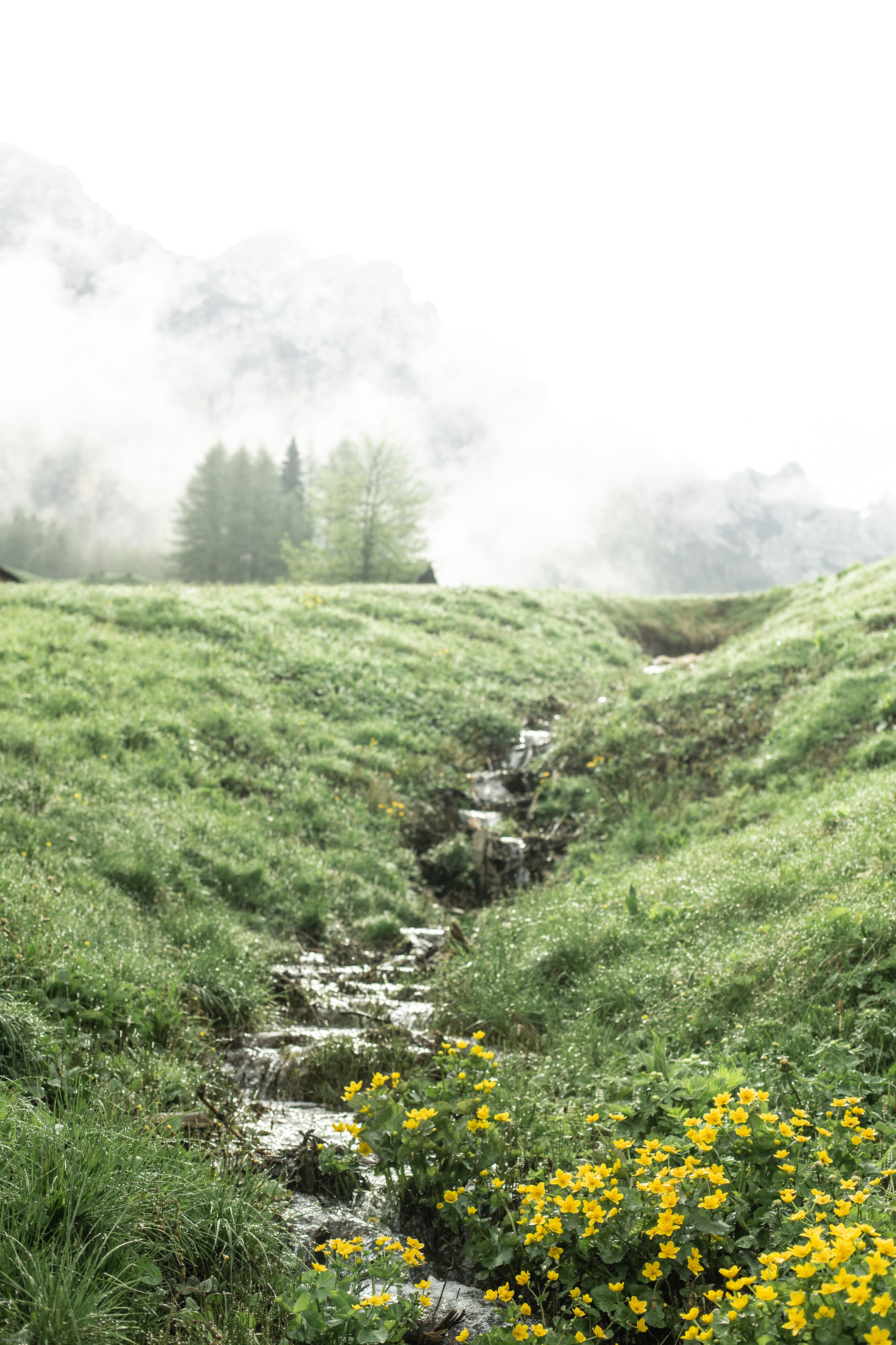 pexels-eberhard-grossgasteiger-4406660(1)