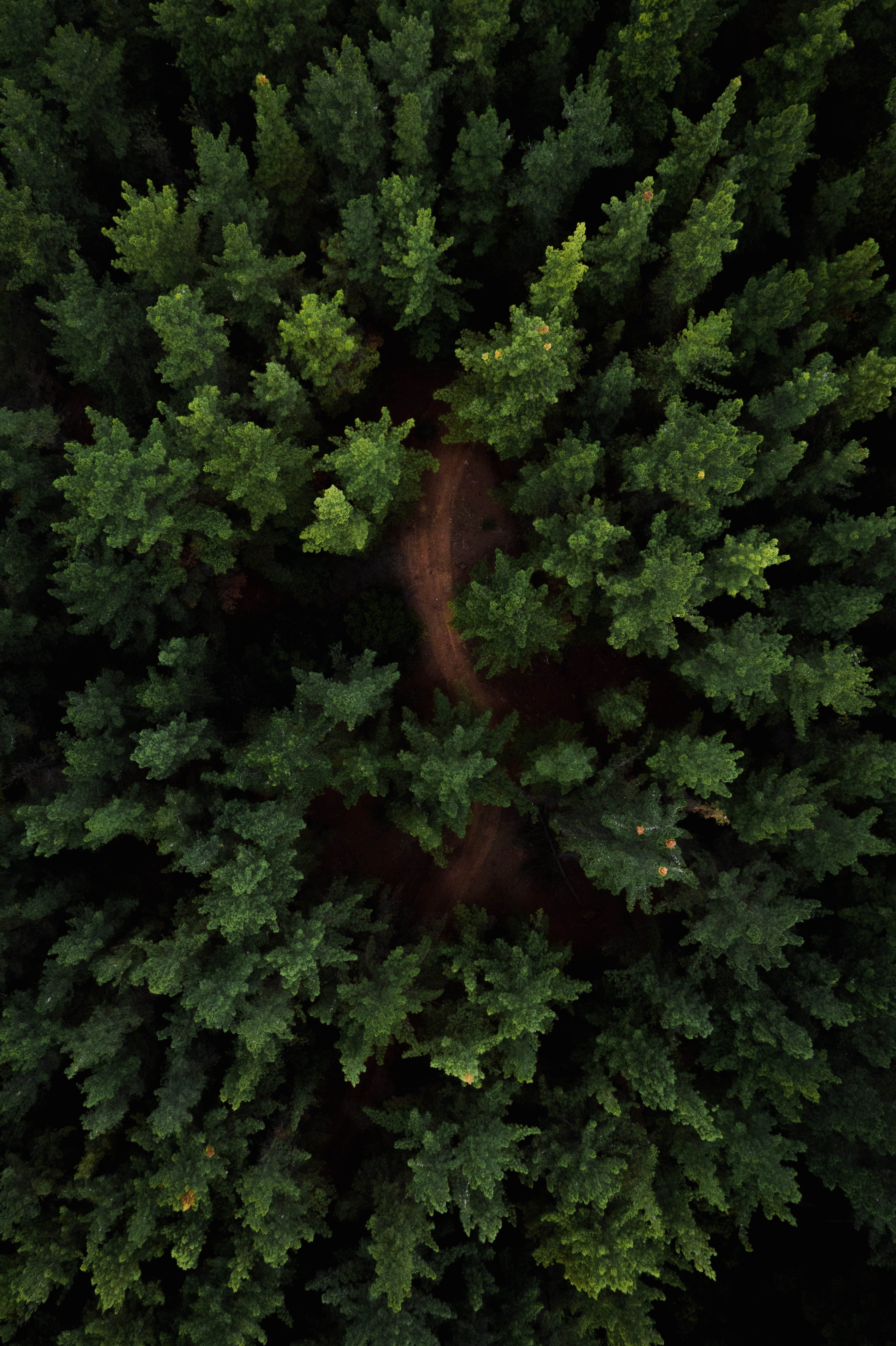 forêt LDD2.jpg