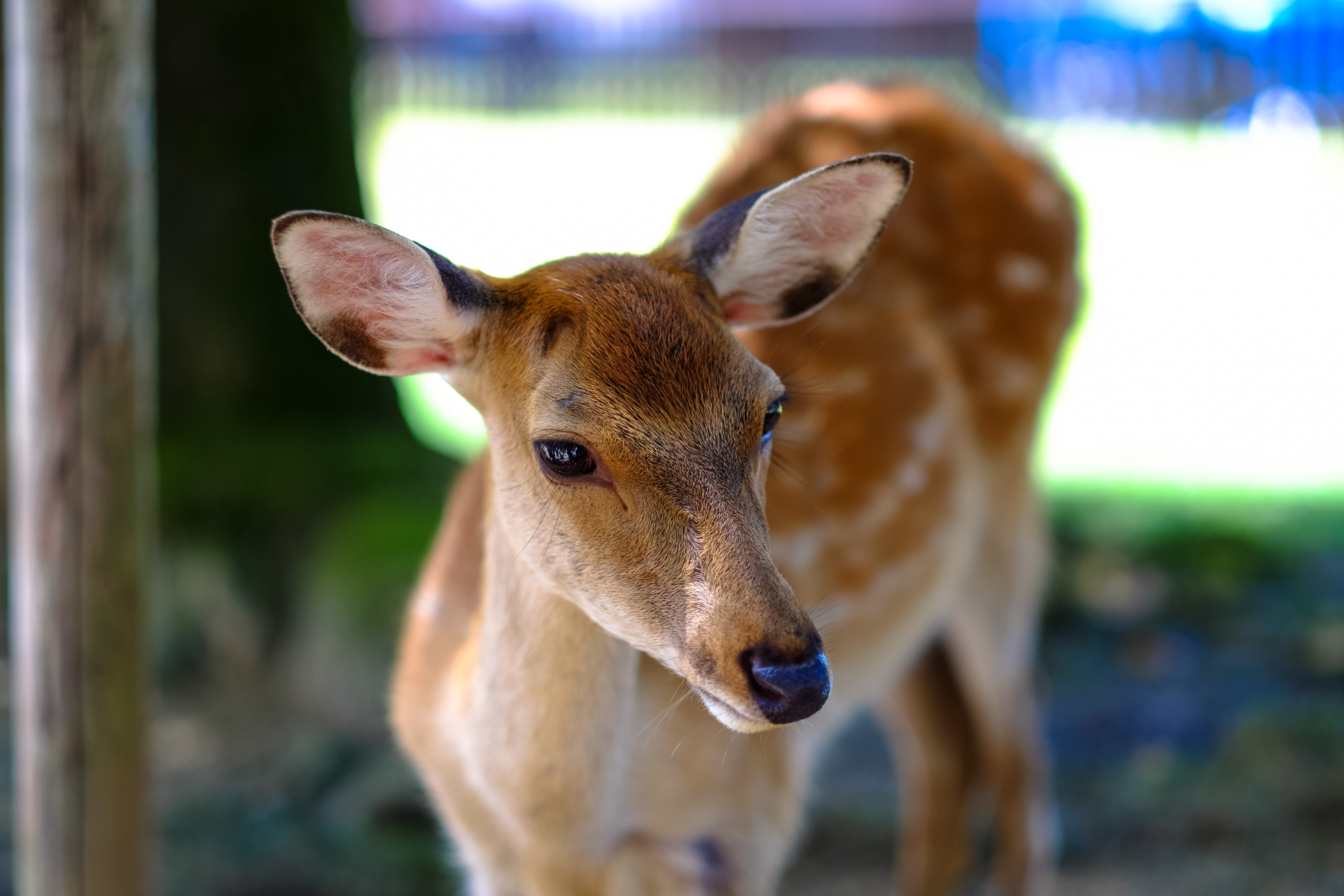 biche LDD